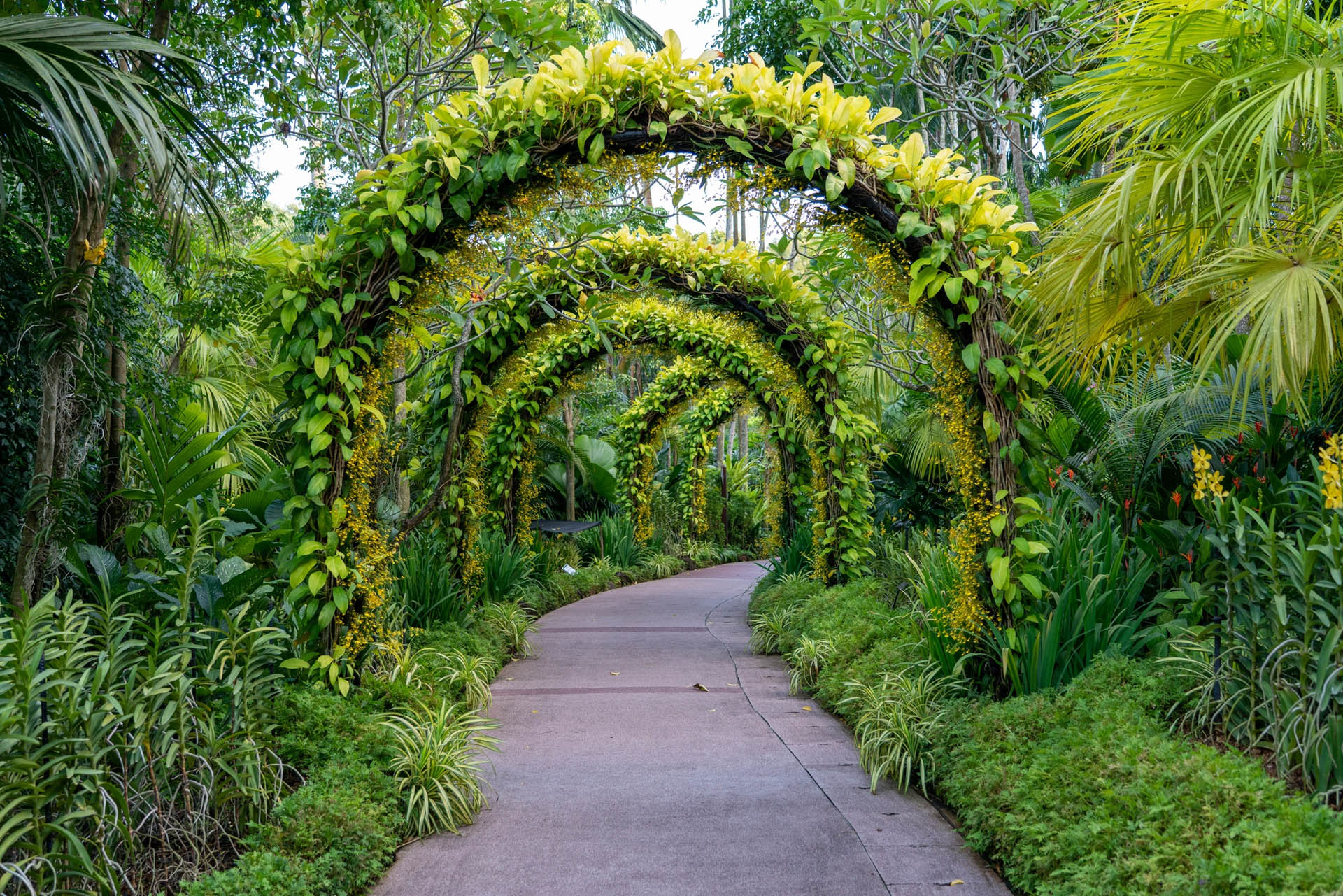 A flowering garden path with an arch covered in climbing plants