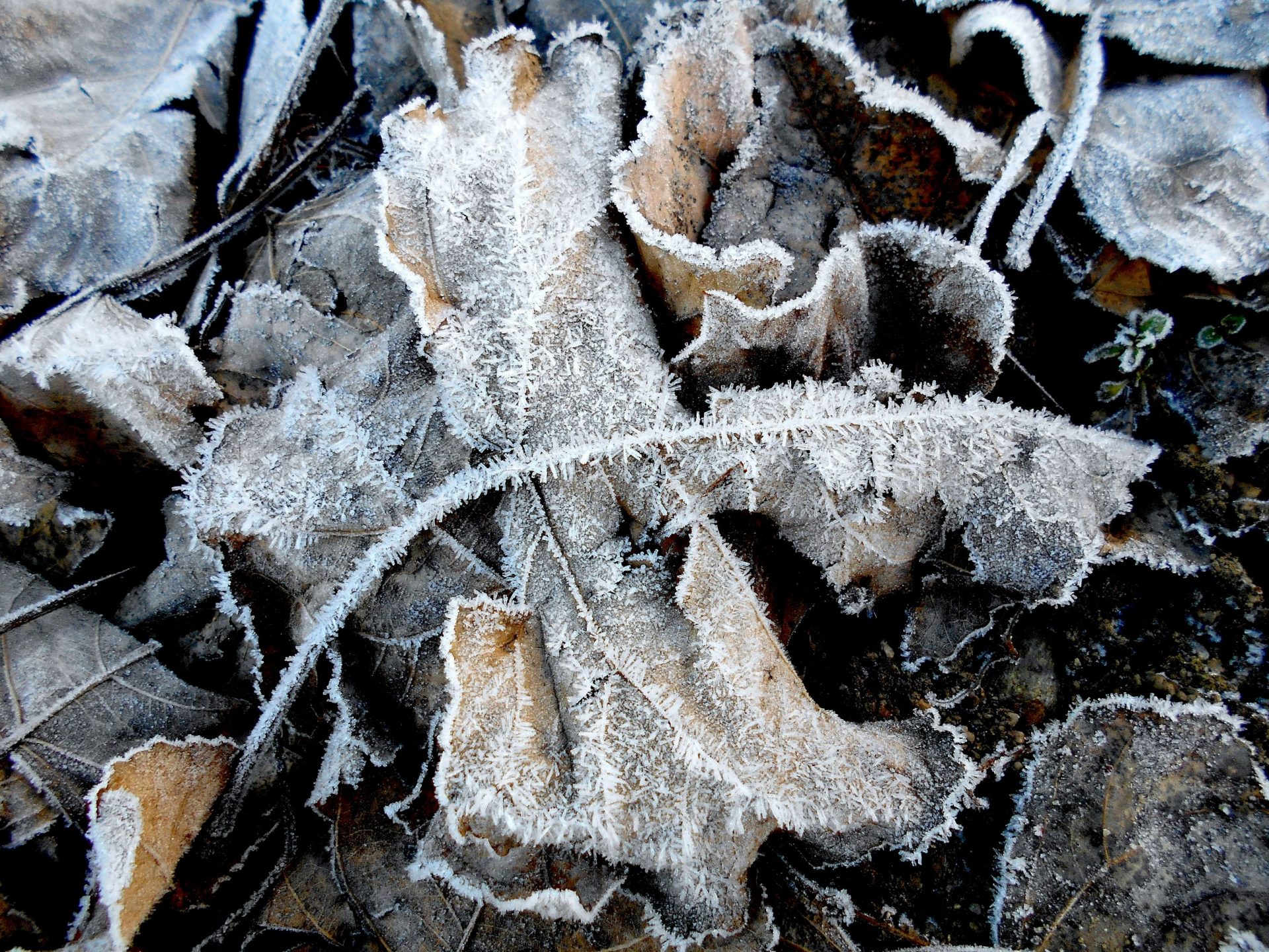 How to Prepare Your Garden for Winter UK: Complete Guide 2026