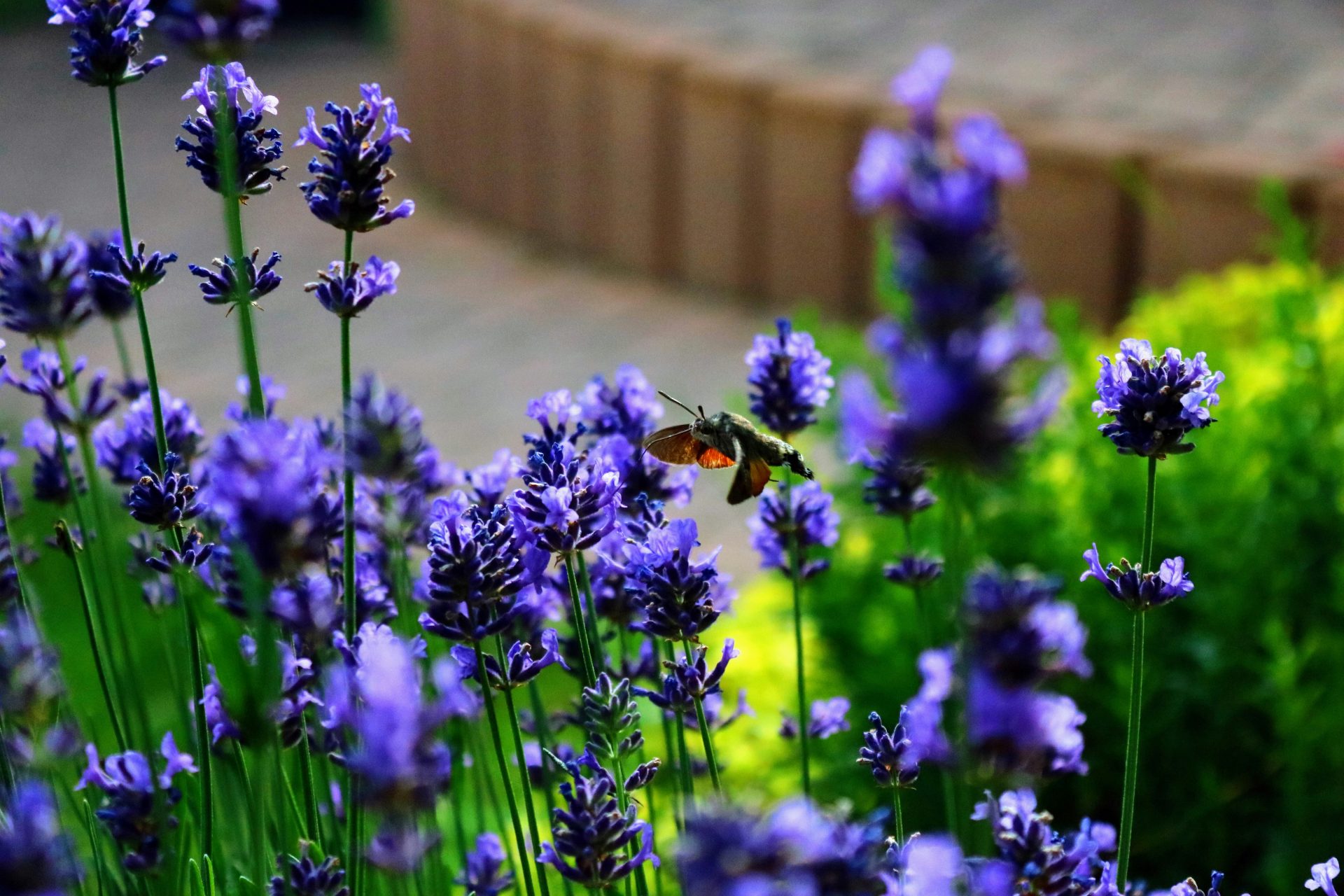 Soft landscaping with mixed planting and lawn in a London residential garden