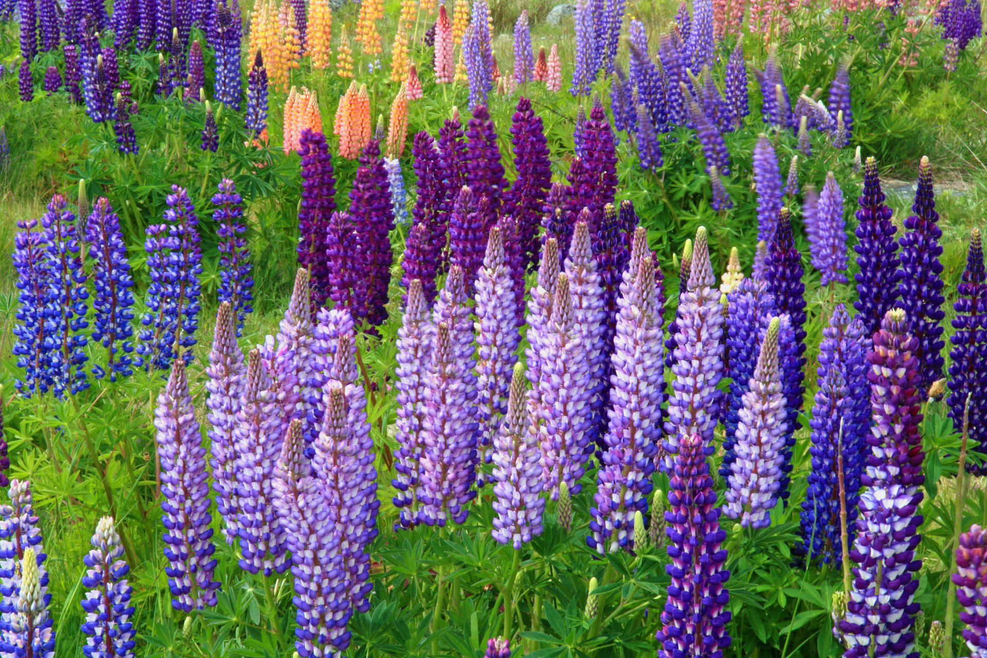 A lush garden landscape with diverse cottage garden planting
